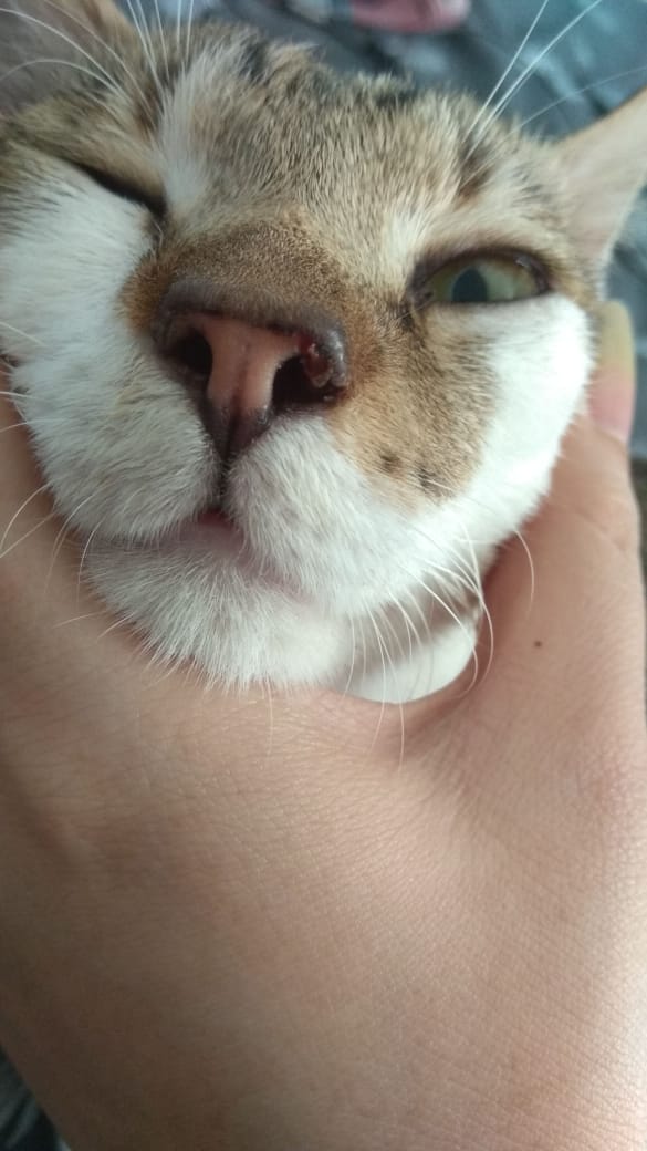 kucing bagus